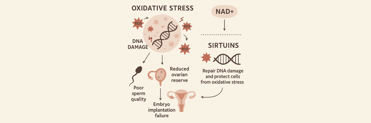 Oxidative Stress