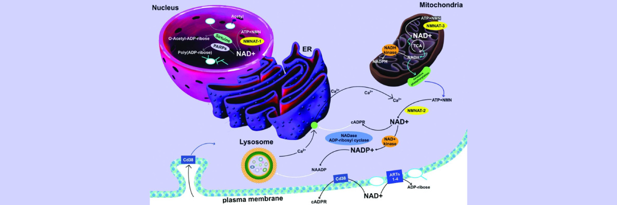 Cellular roles of NAD visualization
