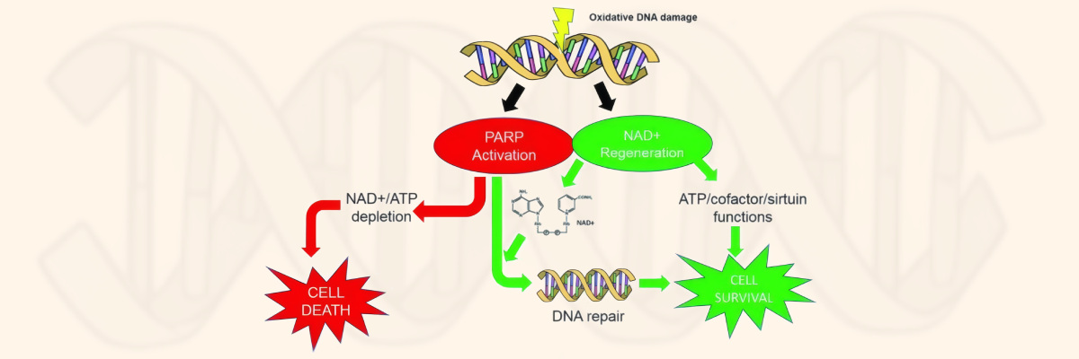 Oxidative DNA process damage visualization